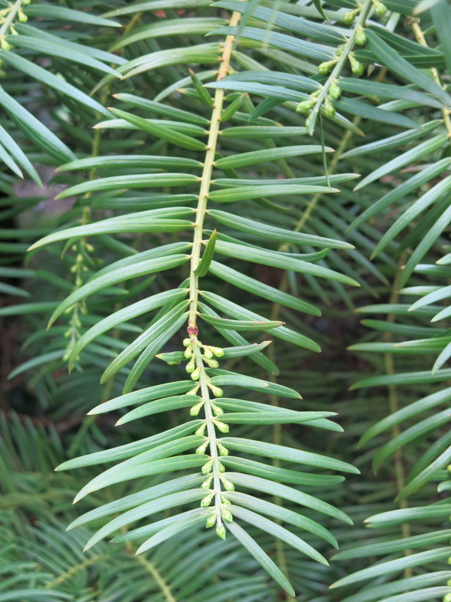 Cephalotaxus fortunei
