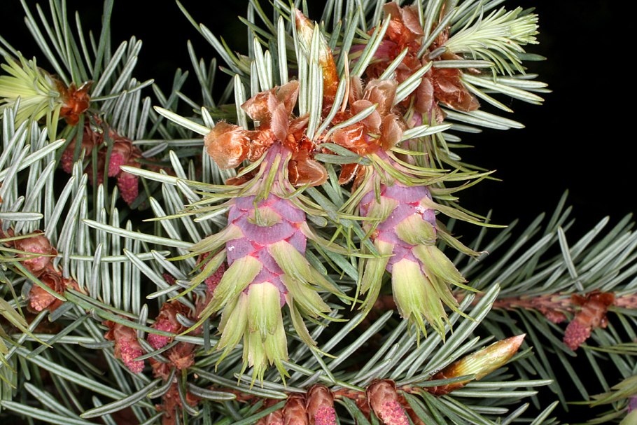 Лжелиственница (Pseudolarix) и кедр (Cedrus). Внешний вид рисунок