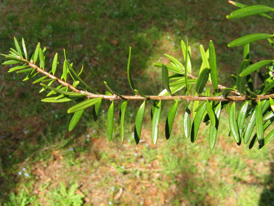 Euonymus fortunei 'Vegetus'