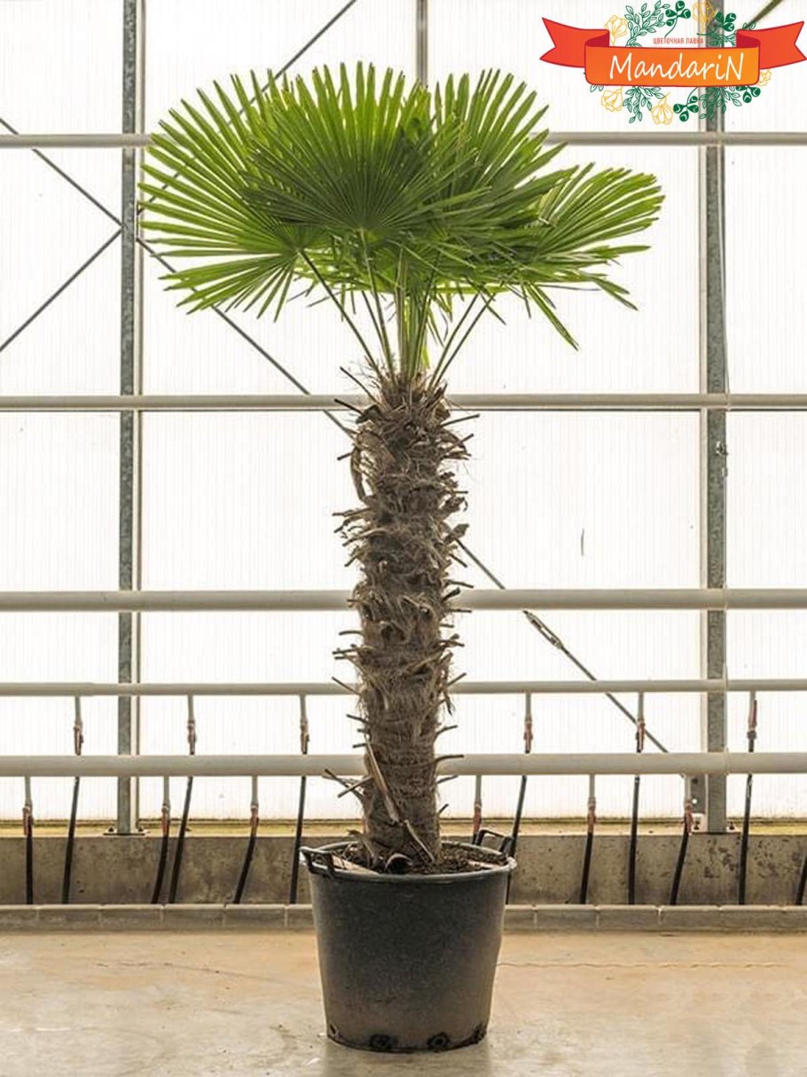 Трахикарпуса форчуна