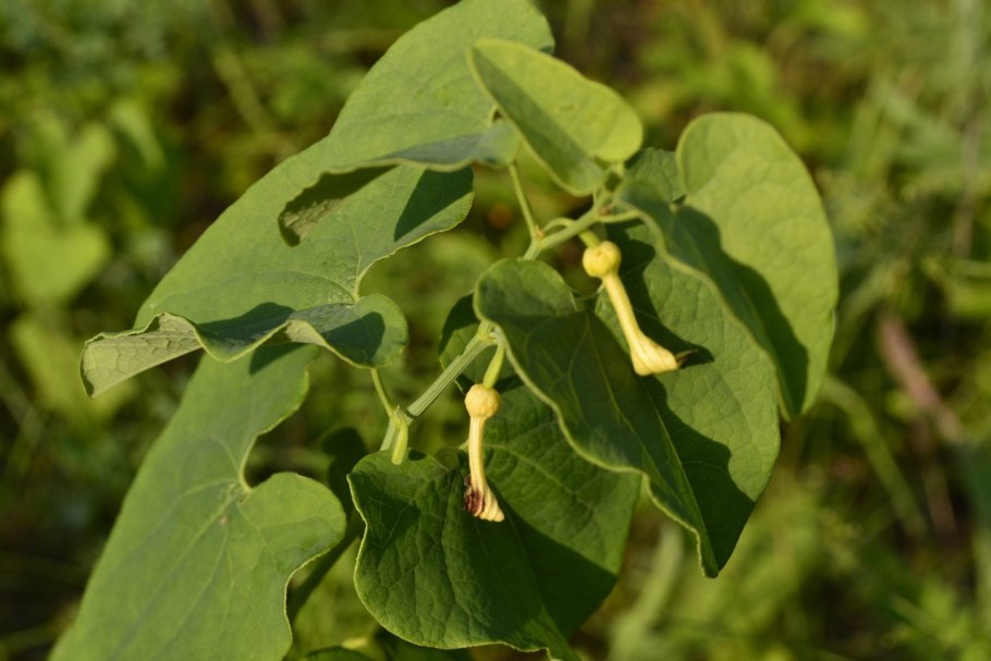 Кирказон скорость РОСАТ