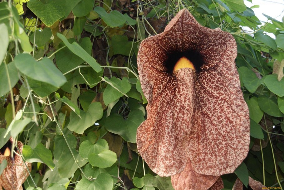 Аристолохия кирказон