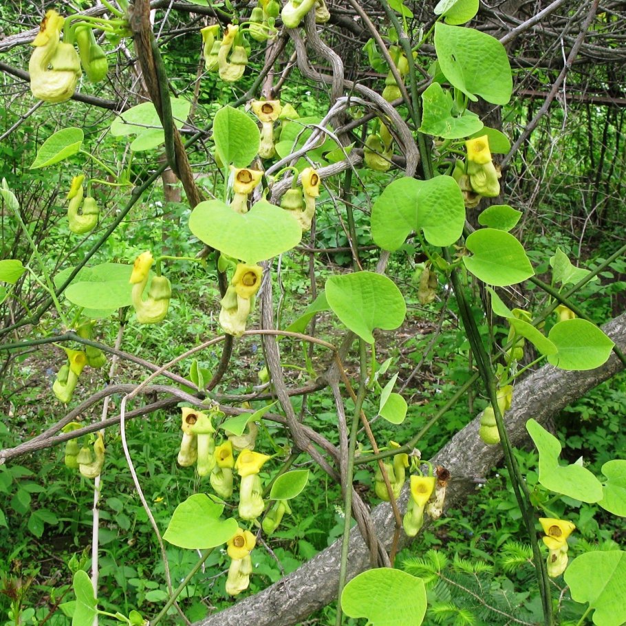 Лиана кирказон маньчжурский