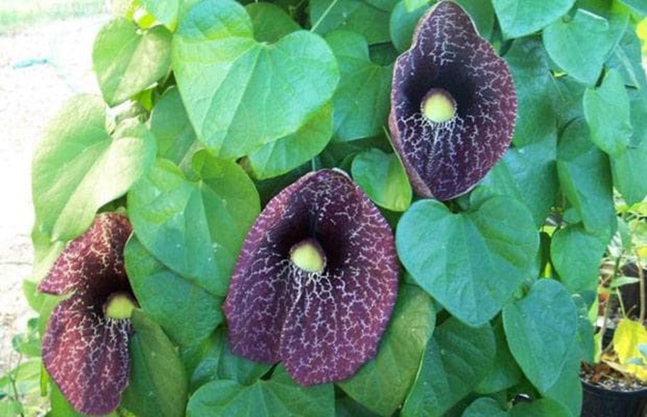 Aristolochia grandiflora SW.