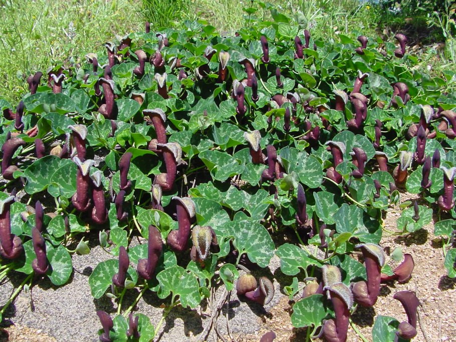 Кирказон чилийский(Aristolochia Chilensis