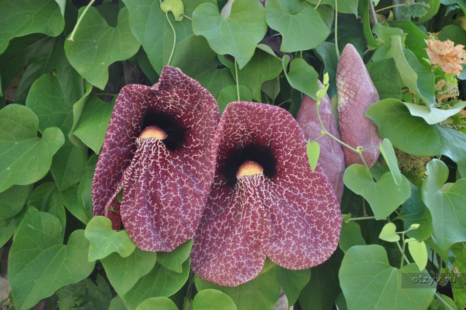 Кирказон крупнолистный