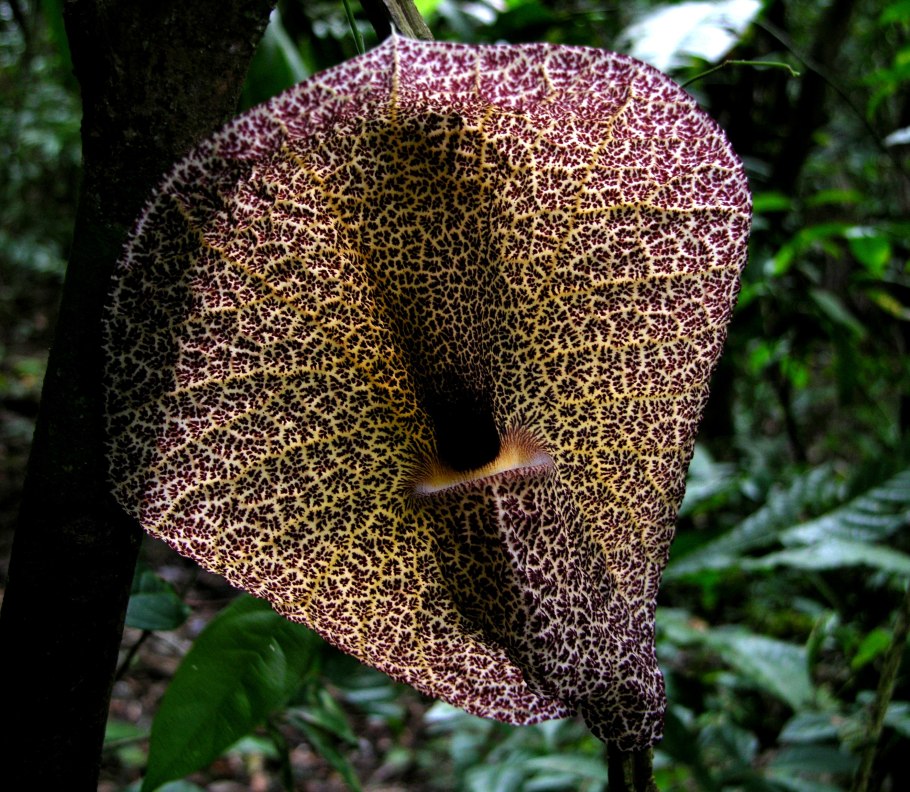 Кирказон Дильса