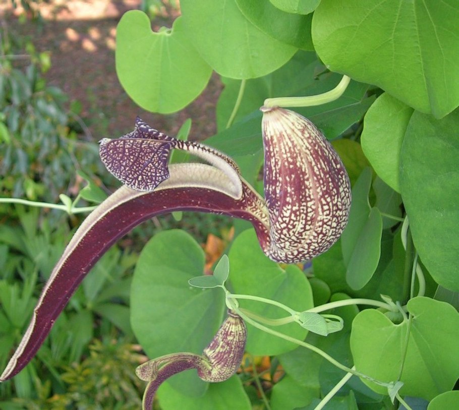 Aristolochia fimbriata