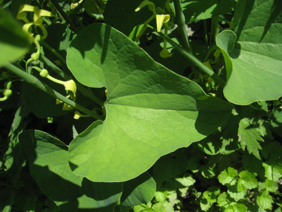 Кирказон гигантский