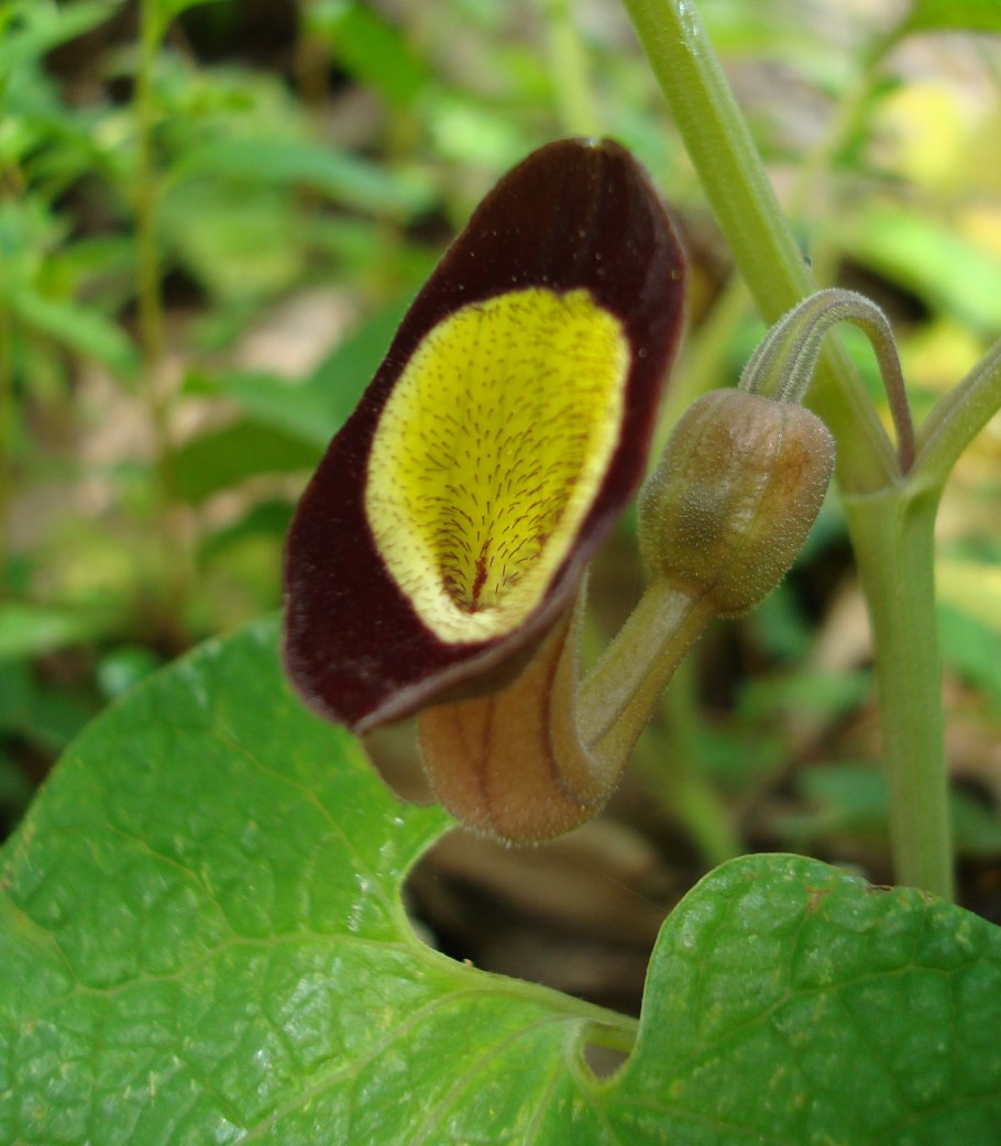 Кирказон маньчжурский (Aristolochia manshuriensis)