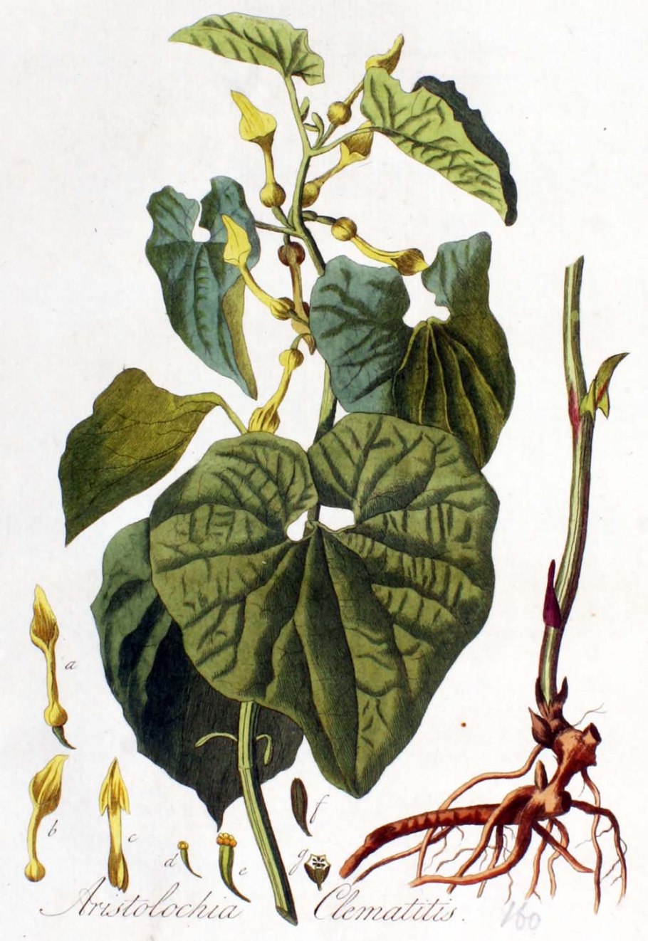 Кирказон клематисовый