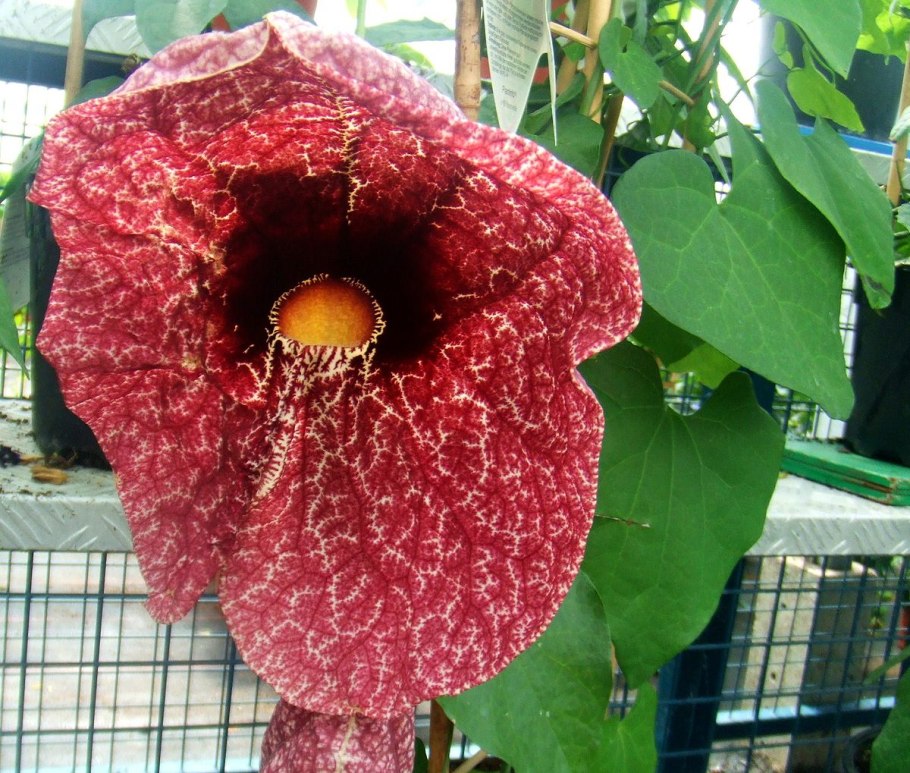 Кирказон ломоносовидный