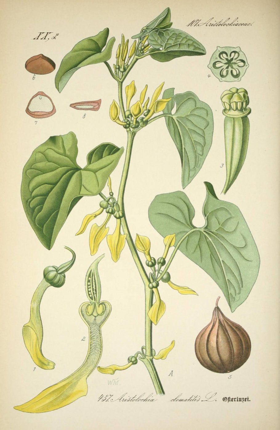 Кирказон обыкновенный