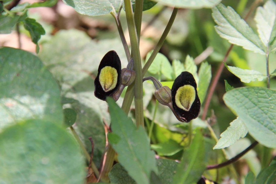 В Сочи редкие цветы