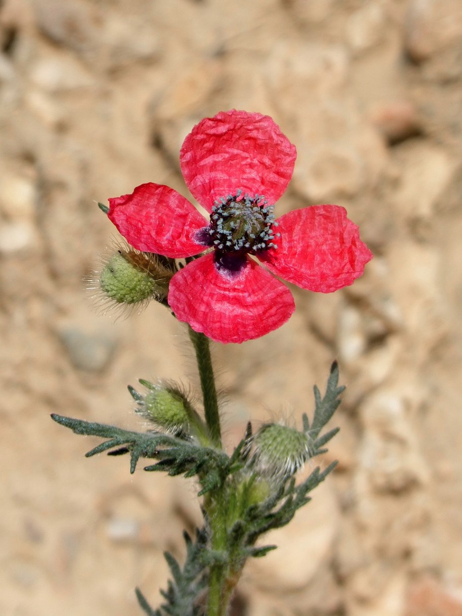 Осинко маки