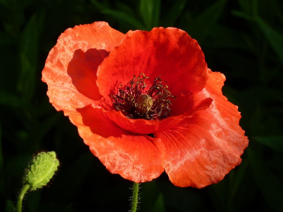 Мак неженка