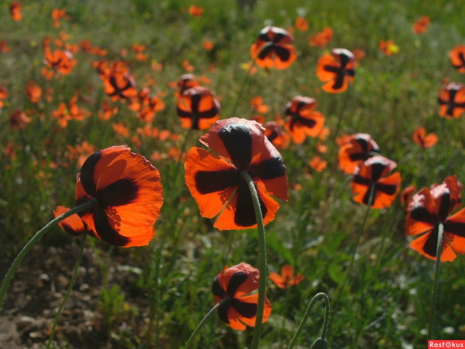Мака рода Papaver
