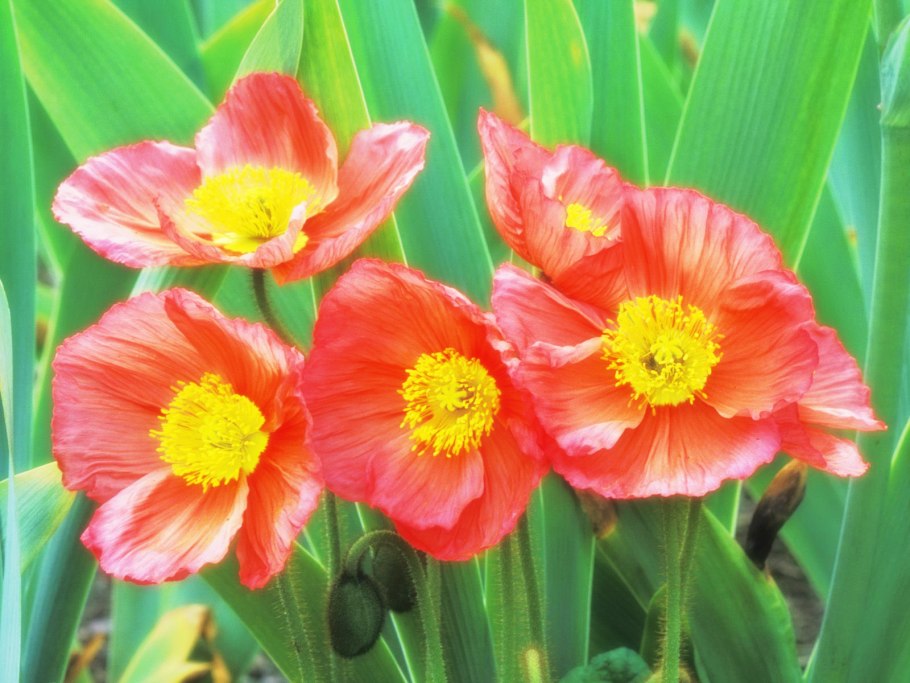 Мак Восточный Марлен