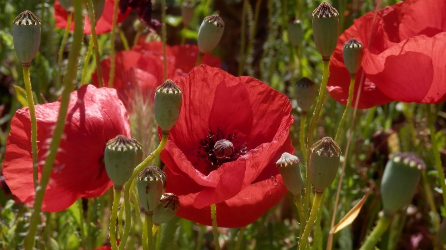 Как выглядит Мак фото