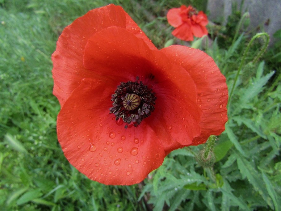 Мак уэлпола