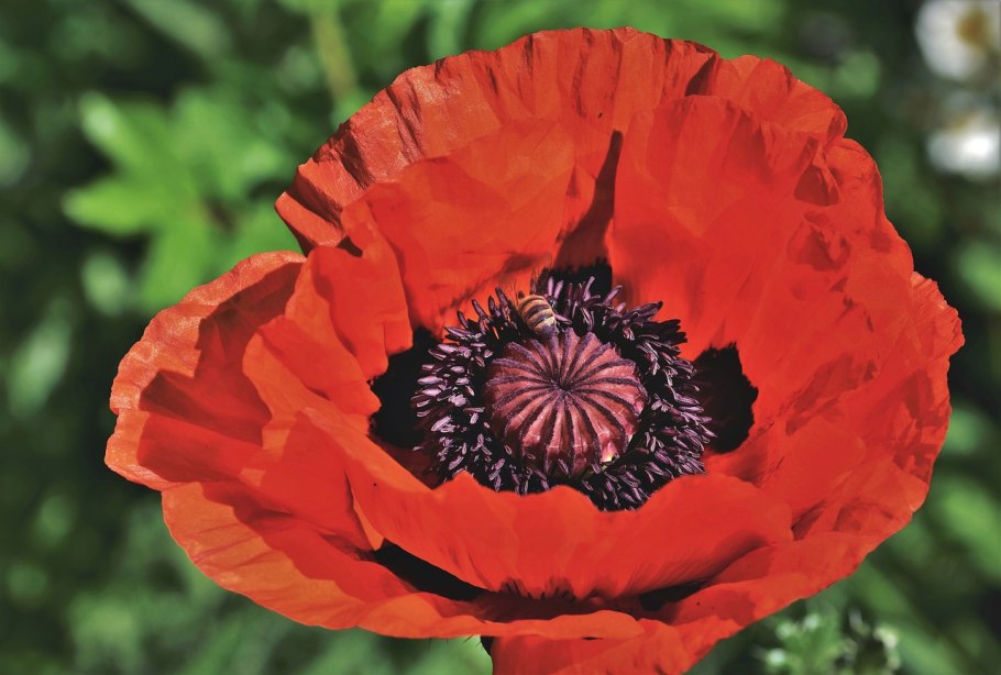 Меконопсис розовый