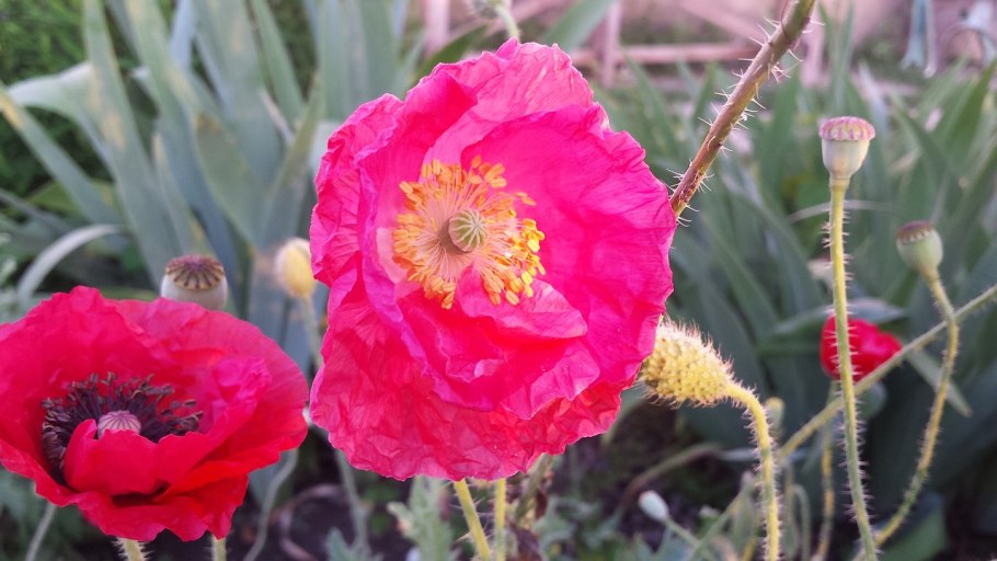 Анемона махровая ред