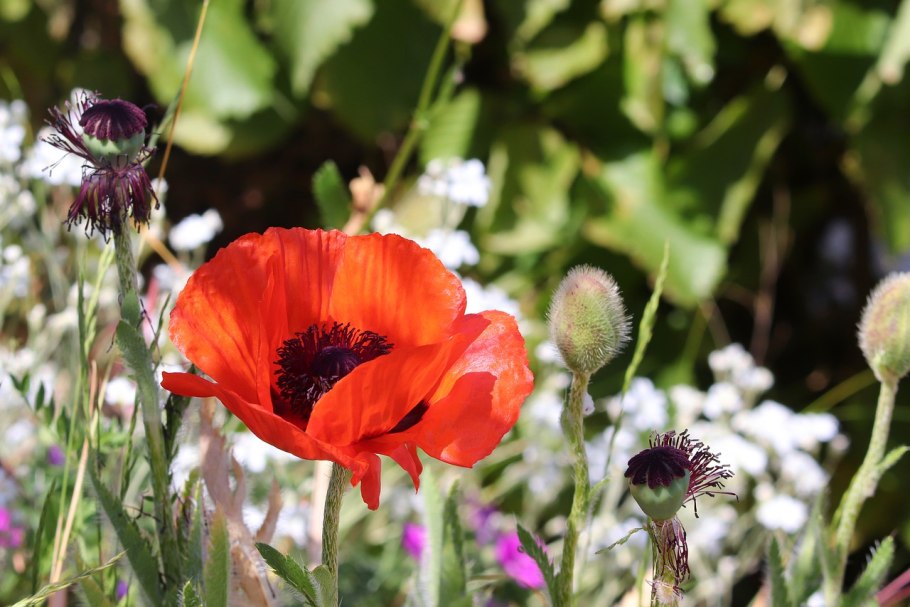 Мак это однолетнее растение