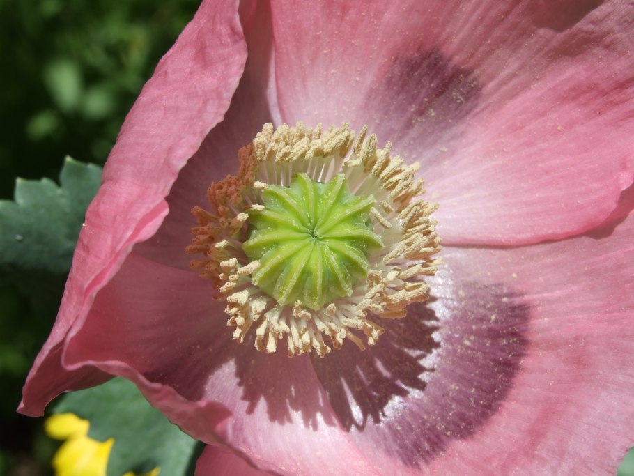 Мак масличный фото