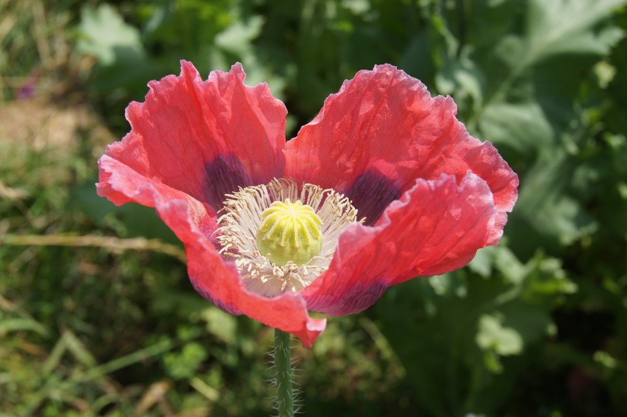 Мак Papaver Cardinal