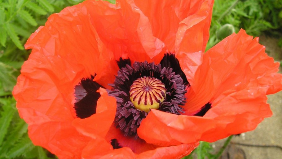 Мак фиолетовый самосейка