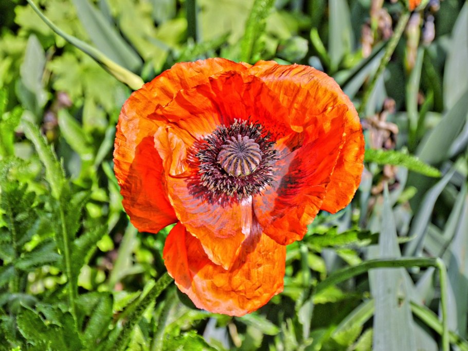 Мак самосейка jpg