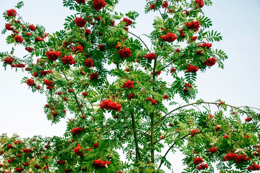 Sorbus aucuparia дерево