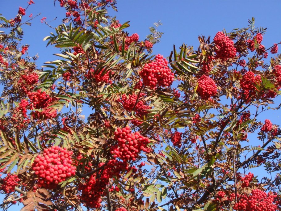 Sorbus aucuparia l.