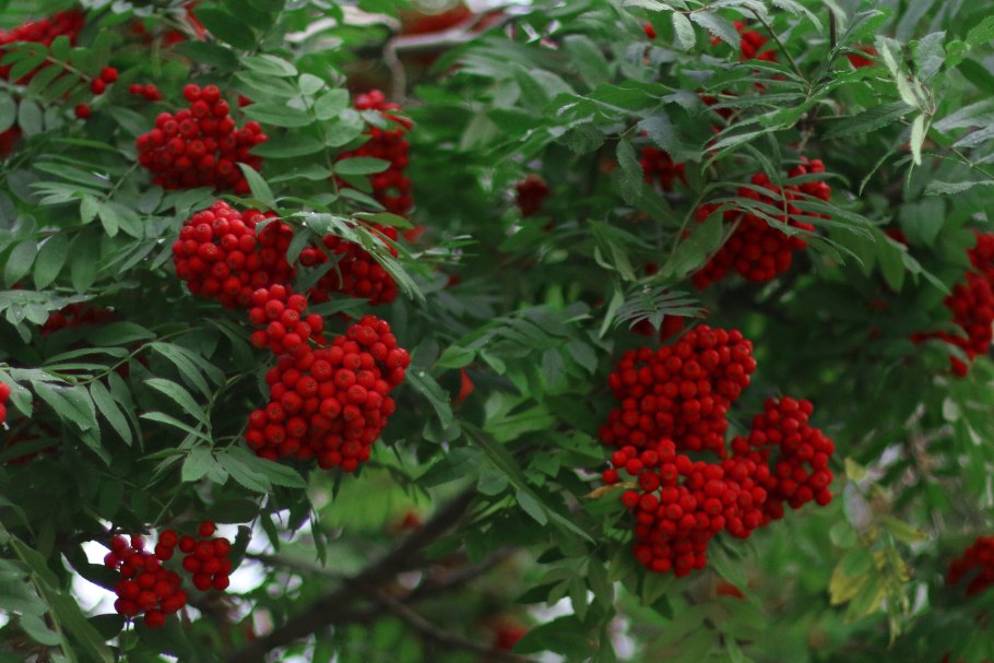 Рябина обыкновенная (Sorbus aucuparia l.)