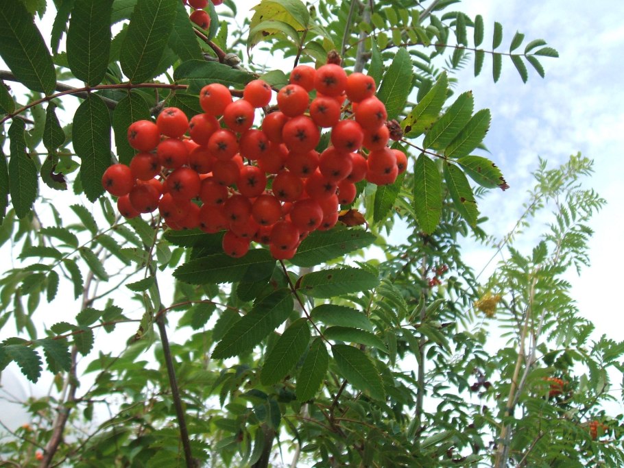 Рябина обыкновенная Sorbus aucuparia