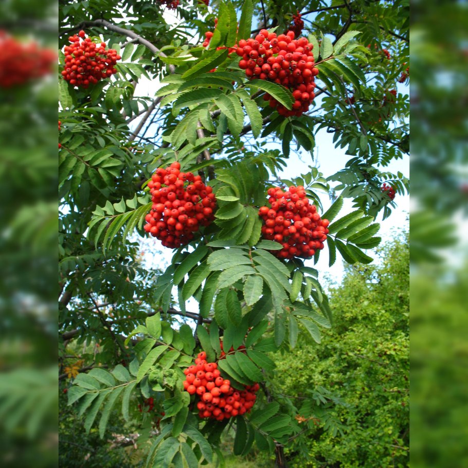 Рябина обыкновенная сахарная дерево