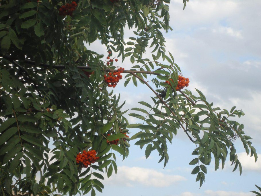 Рябина обыкновенная невежинская