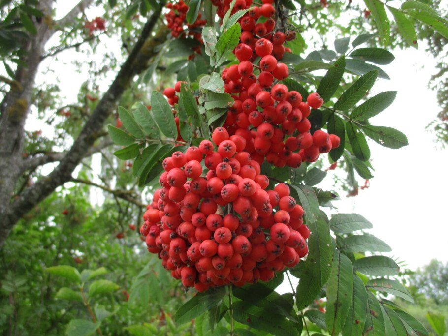Рябина обыкновенная sorbus aucuparia