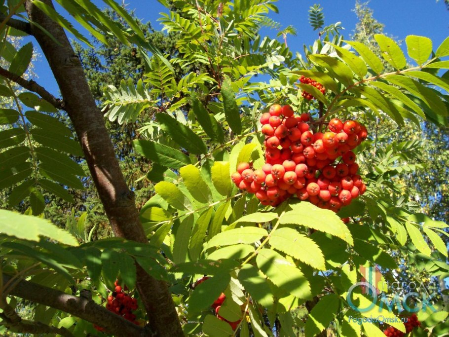 Рябина обыкновенная Эдулис