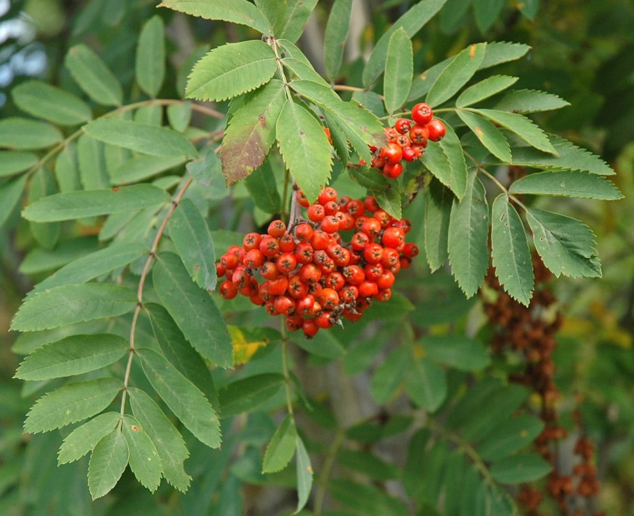 Рябина обыкновенная Sorbus aucuparia