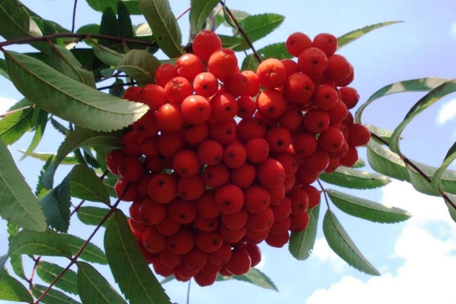 Рябина обыкновенная (лат. Sórbus aucupária)