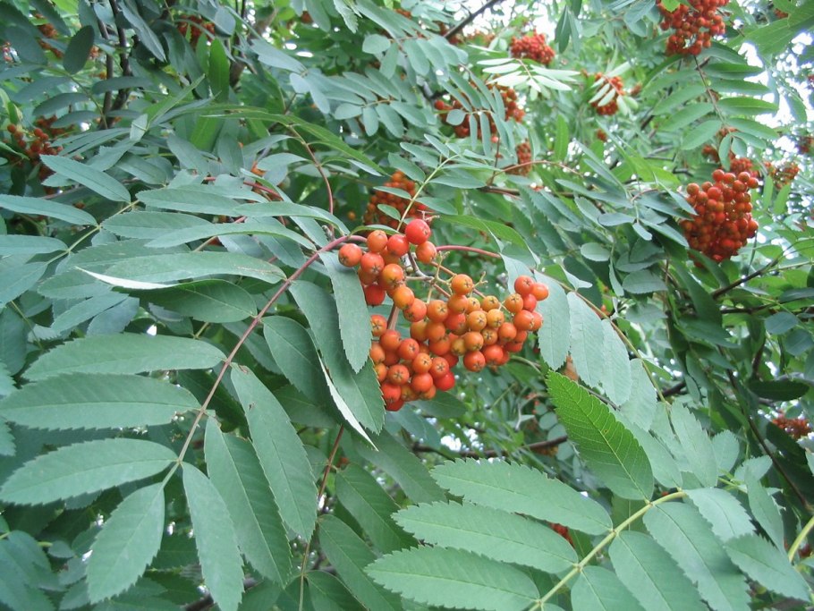 Рябина обыкновенная "Веттра"