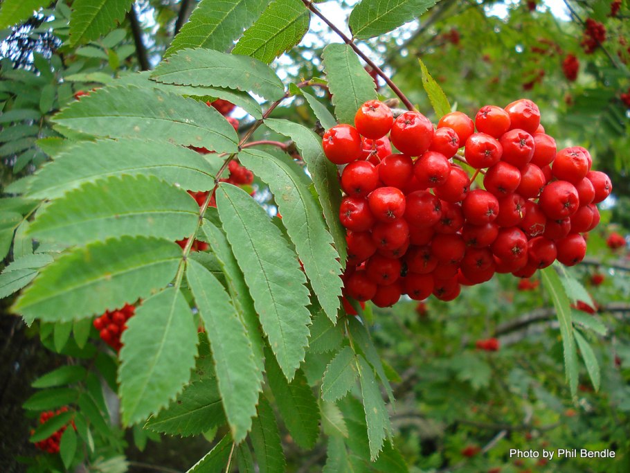 Рябина обыкновенная Sorbus aucuparia