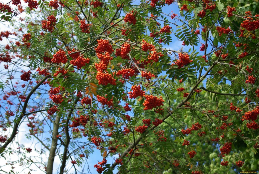 Рябина Sorbus aucuparia