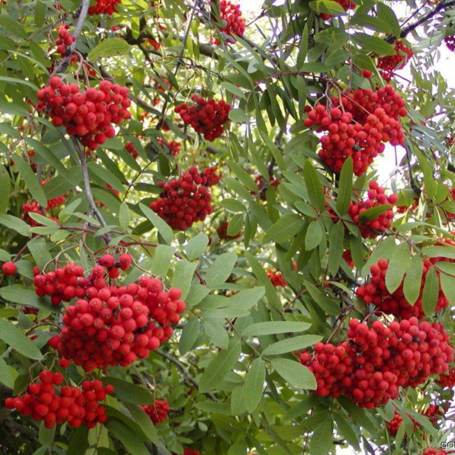 Рябина обыкновенная Невежинская