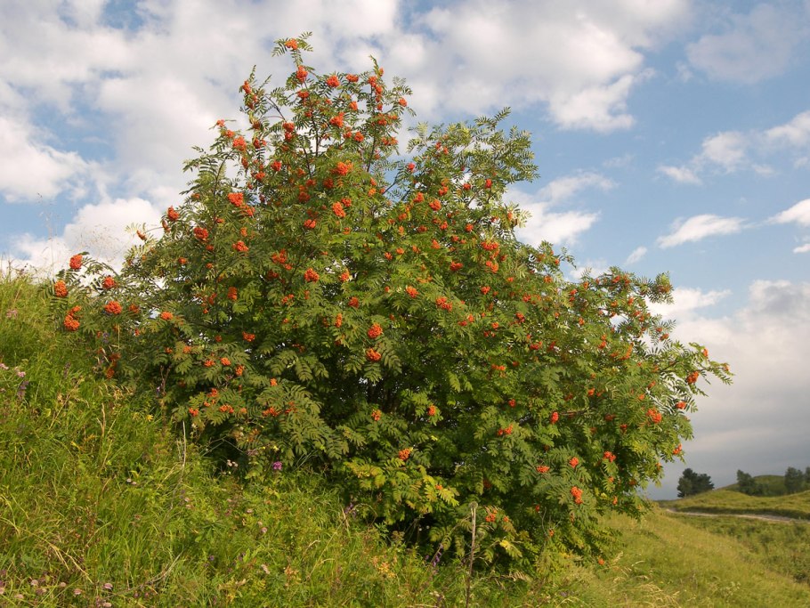 Sorbus aucuparia дерево