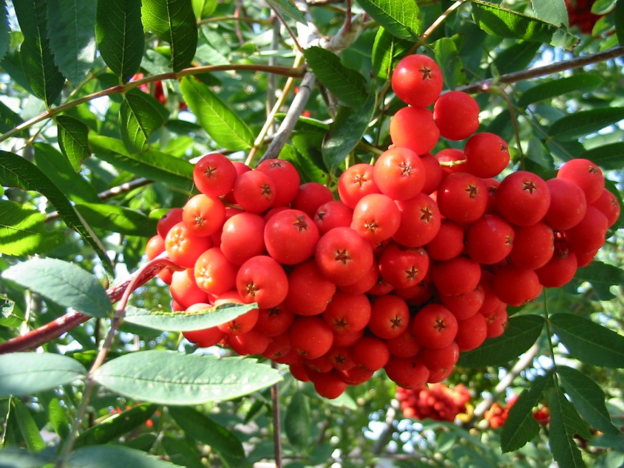 Рябина обыкновенная Sorbus aucuparia