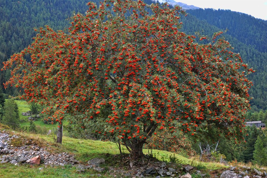 Рябина Sorbus aucuparia