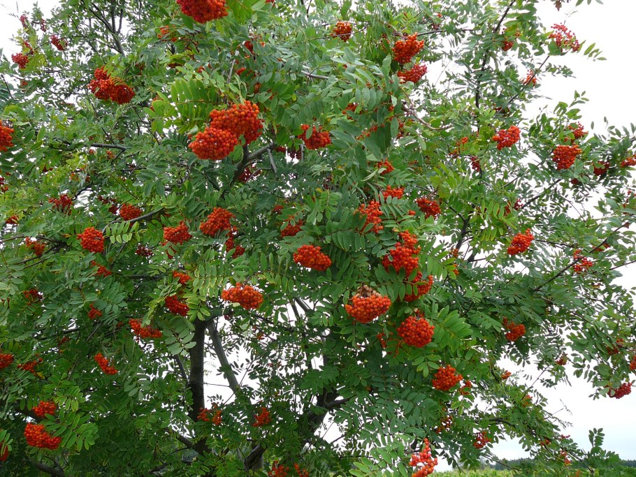Рябина обыкновенная Sorbus aucuparia