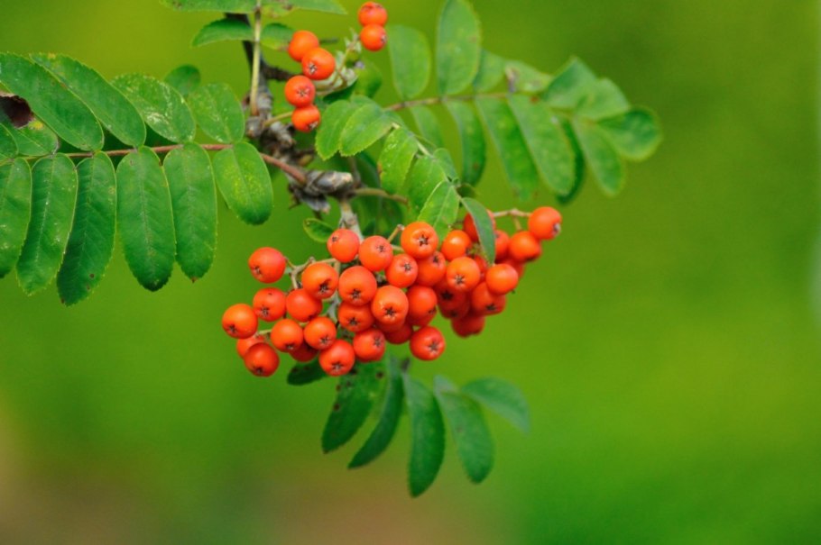 Рябина обыкновенная Sorbus aucuparia